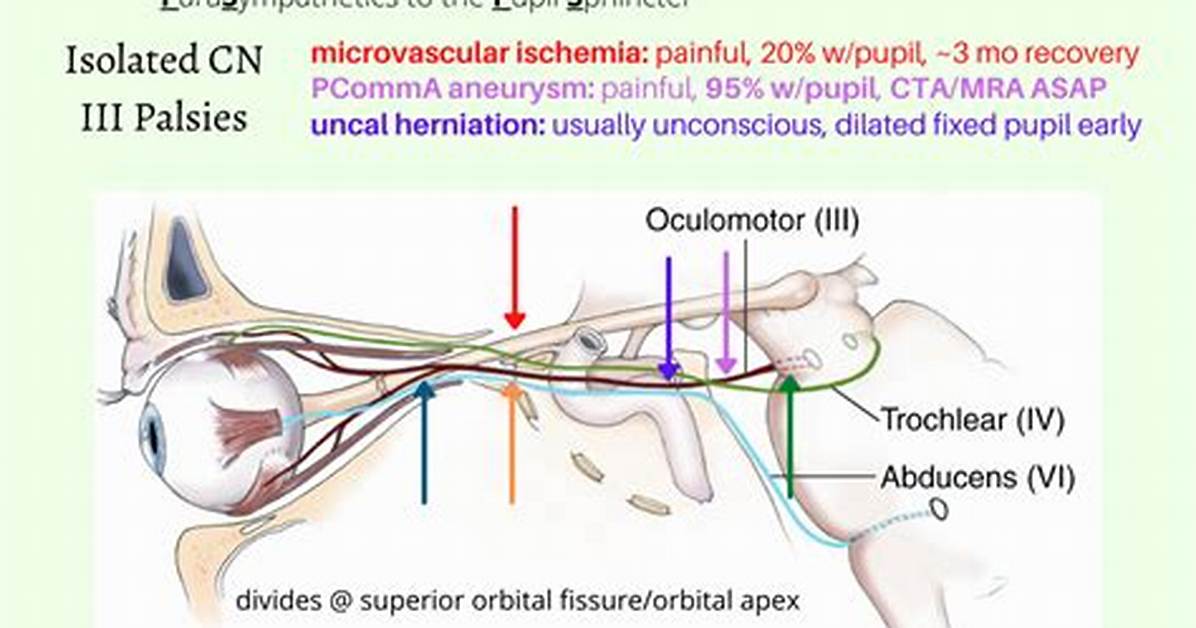 Anatomy, Function and 3Rd Nerve Palsy