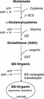 Coordinate Induction of Glutathione Biosynthesis and Glutathione-Metabolising Enzymes Is Correlated with Salt Tolerance in Tomato - ePrints