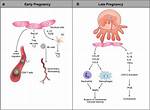 Decidual Cytokines and Pregnancy Complications: Focus on Spontaneous Miscarriage - ePrints