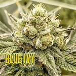 Discovering the Wonders of the Blue Ivy Strain