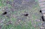 Do Rats Dig Holes in Lawns?