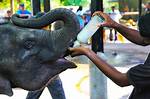 Elephant Feed