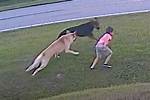 German Shepard Saves Young Boy from Potential Dog Attack