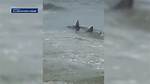Hilton Head Shark Attacks: a Comprehensive Guide