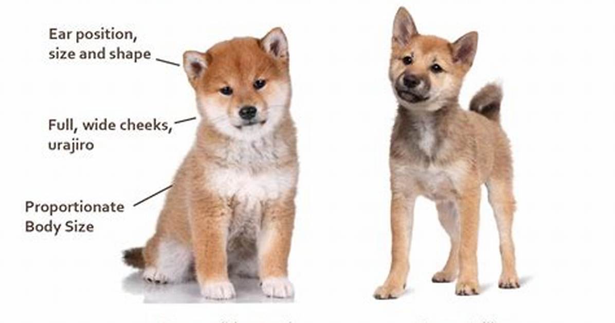 How Much Does a Shiba Inu Puppy Cost