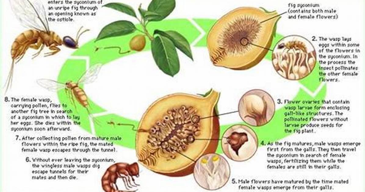 Is a Fig a Dead Wasp? the Surprising Truth Behind the Sweet Fruit