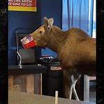 Moose on the Loose Inside Movie Theater in Alaska