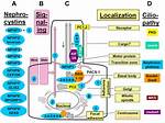 Nephrocystin-1 Interacts Directly with Ack1 and Is Expressed in Human Collecting Duct - ePrints