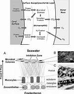 Preserving the Viscous Coral Surface Mucus Layer Using Low-Acid Glycol Methacrylate (Gma) Resin - ePrints