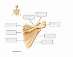 Scapula Labeling 2 Printable Worksheet