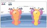 Selective Nicotinic Acetylcholine Receptor Subunit Deficits Identified in Alzheimer's Disease, Parkinson's Disease and Dementia with Lewy Bodies by Immunoprecipitation - ePrints