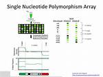 Single Nucleotide Polymorphism Array-Based Signature of Genetic Ploidy Groups in Acute Lymphoblastic Leukemia - ePrints