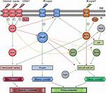 The Pho Regulon: a Huge Regulatory Network in Bacteria - ePrints