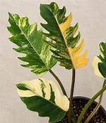 Tissue Culture (Tc) Philodendron Caramel Marble / Pluto Live Plant Well Rooted for Sale
