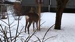 Uncover the Enchanting World of Deer at the Statue of Liberty