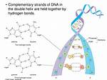 Understanding the Bonds: How Are Complementary Strands of Dna Held Together?