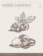 Unveiling the Enchanting Merlin Chestnut: a Botanical Journey